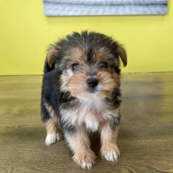 Cute teacup Yorkie puppies for sale