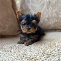 Cute teacup Yorkie puppies for sale