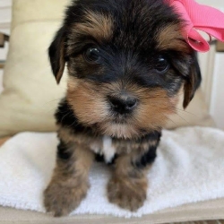 Cute teacup Yorkie puppies for sale