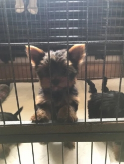 Teacup Yorkie Pups for adorable homes
