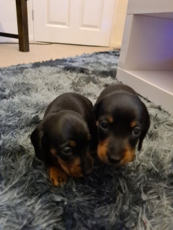 Affectionate Dachshund puppies