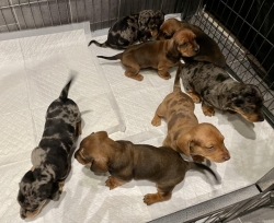 Dachshund Puppies For adoption