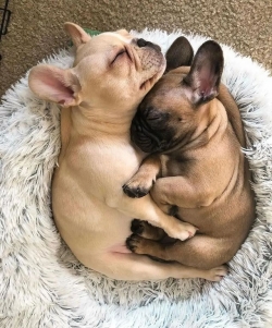 French Bulldog Puppies