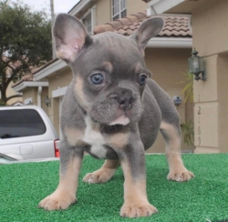 Adorable French bulldog puppies