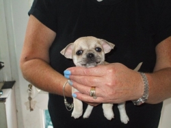 Stunning litter of chihuahuas ready for forever homes CONTACT 561 870-0125