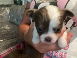 Chihuahua puppies CONTACT 561 870-0125