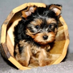 I have four adorable Yorkie puppies for sale,