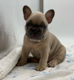 Pure Health French Bulldog Puppies For Adoption 