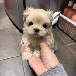 Charming Maltipoo Only one male and female left. Text via 626-655-1287