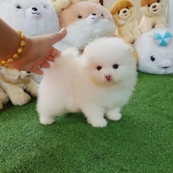 Friendliest Pomeranians Text x980x300x4412x