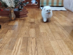 Boy and Girls  Charming Pomeranian Text via 626-655-1287