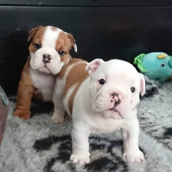 4 English  Bulldog for sale more contact 626 655-1287