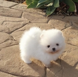 Absolutely Charming Pomeranian Via 903 378-9539 