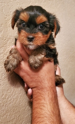 Charming Yorkie Seeking New Homes Text 408 502 _ 8658