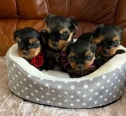 Male and Female Yorkie Puppies for sale now