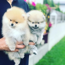 Beautiful Pomeranian puppies..