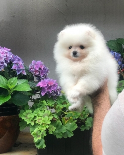 Pomeranian Puppies available 