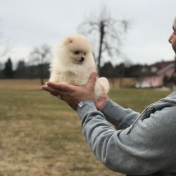 Pomeranian Puppies available for new homes