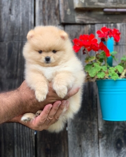 male and female pomeranian puppies