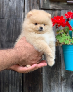 Pomeranian Puppies available 