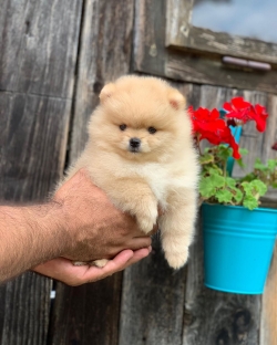 Pomeranian Puppies available 