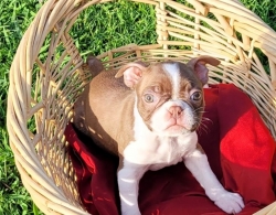 Sweet Boston terrier