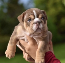 Friendly English Bulldog Pups