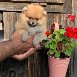 Pomeranian Puppies available ready for new homes