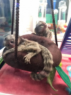 Colorado  excellent  pygmy marmoset monkey 402-246-0882