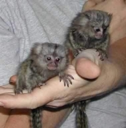 Arkansas  Male and Female pygmy marmoset monkey  402-246-0882