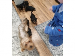 Adorable Yorkshire terrier 