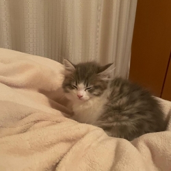 FIVFeLV Norwegian Forest Cats for Adoption https:www.amazinggracenorwegianforest.com