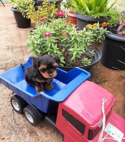 Beautiful Yorkie Puppies available for a sweet home