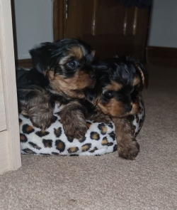 5* homes only Yorkie pups
