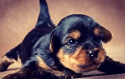 Lovely Yorkshire Terrier Puppies 626 541-2631