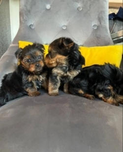 Home Trained Yorkshire Terrier Puppies Available Here