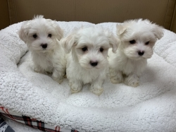 Male and female Maltese puppies for pet lovers