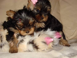Yorkshire Terrier Puppies For sale