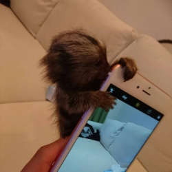 Stunning Marmoset Monkeys calltext 626 541-2631