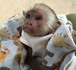 Capuchin monkeys prince and princess for adoption 