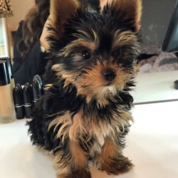 Male and Female Yorkie Puppies Available
