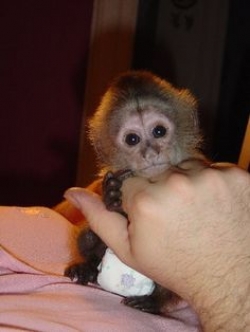   Male and Female Capuchin Monkeys for Adoption