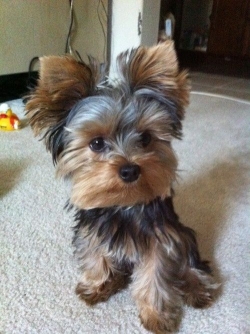 Precious Male Yorkie Puppy