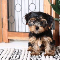  CALL OR TEXT  772-617-9481   Gorgeous Tiny Yorkie Puppies For Adoption