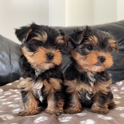  CALL OR TEXT  772-617-9481   Gorgeous Tiny Yorkie Puppies For Adoption.