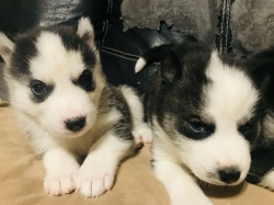 Adorable Siberian Huskie puppies