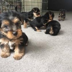 Agreeable Amiable Amusing Yorkie Puppies 