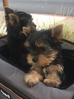 Purebred Tiny Yorkie Puppies