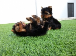 Purebred Tiny Yorkie Puppies