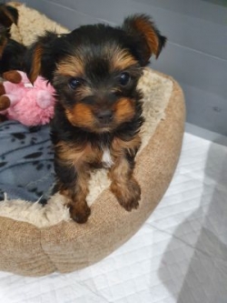 Adorable Pedigree Yorkie Puppies Text 41 34 61 07 48